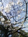 ソメイヨシノ