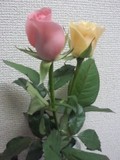 薔薇