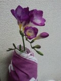 フリージア