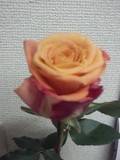 薔薇