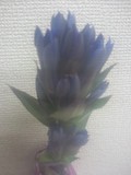 リンドウの花