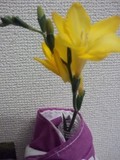 フリージア