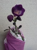 フリージア